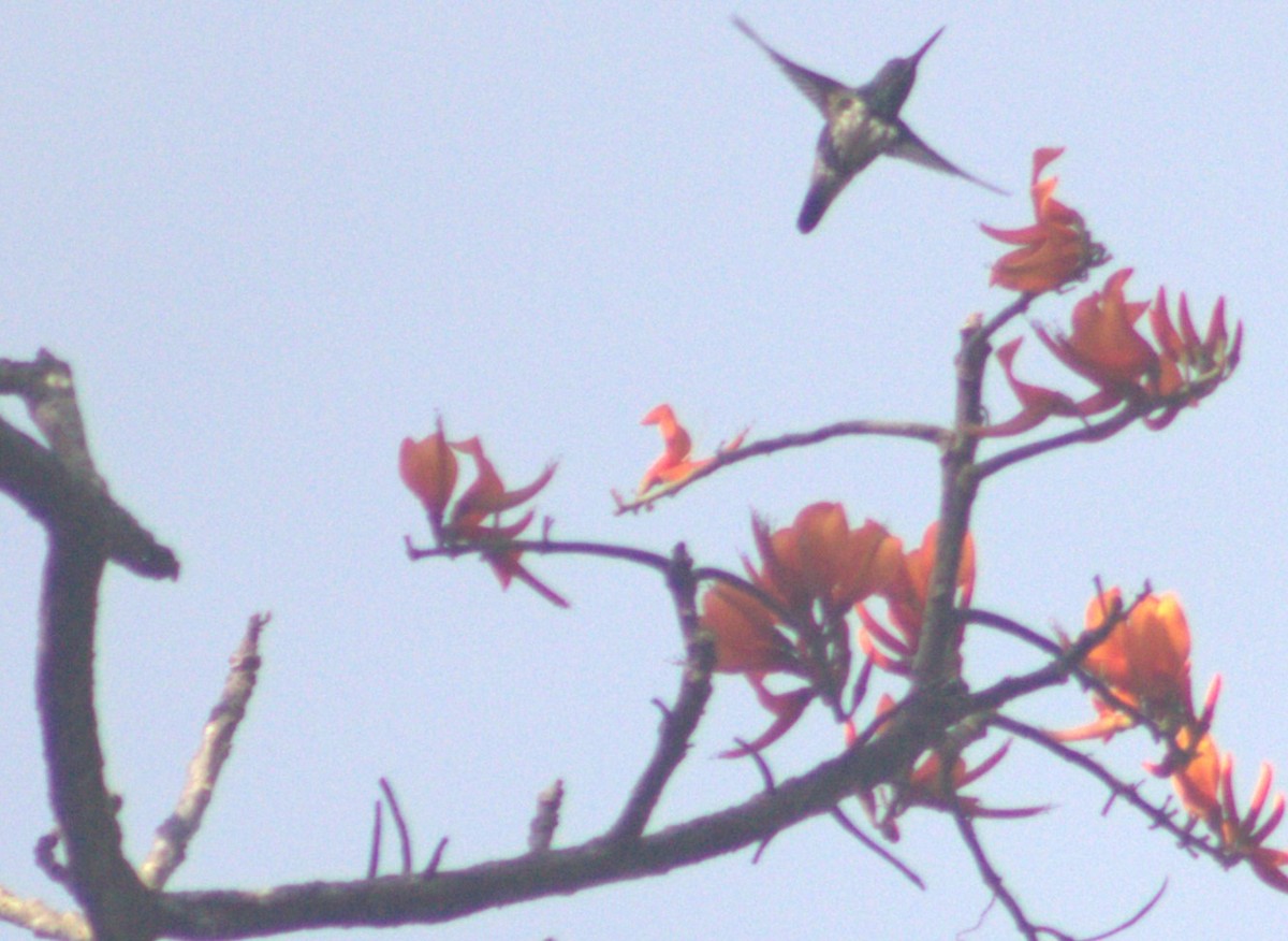 kolibřík sněhobřichý - ML617184812