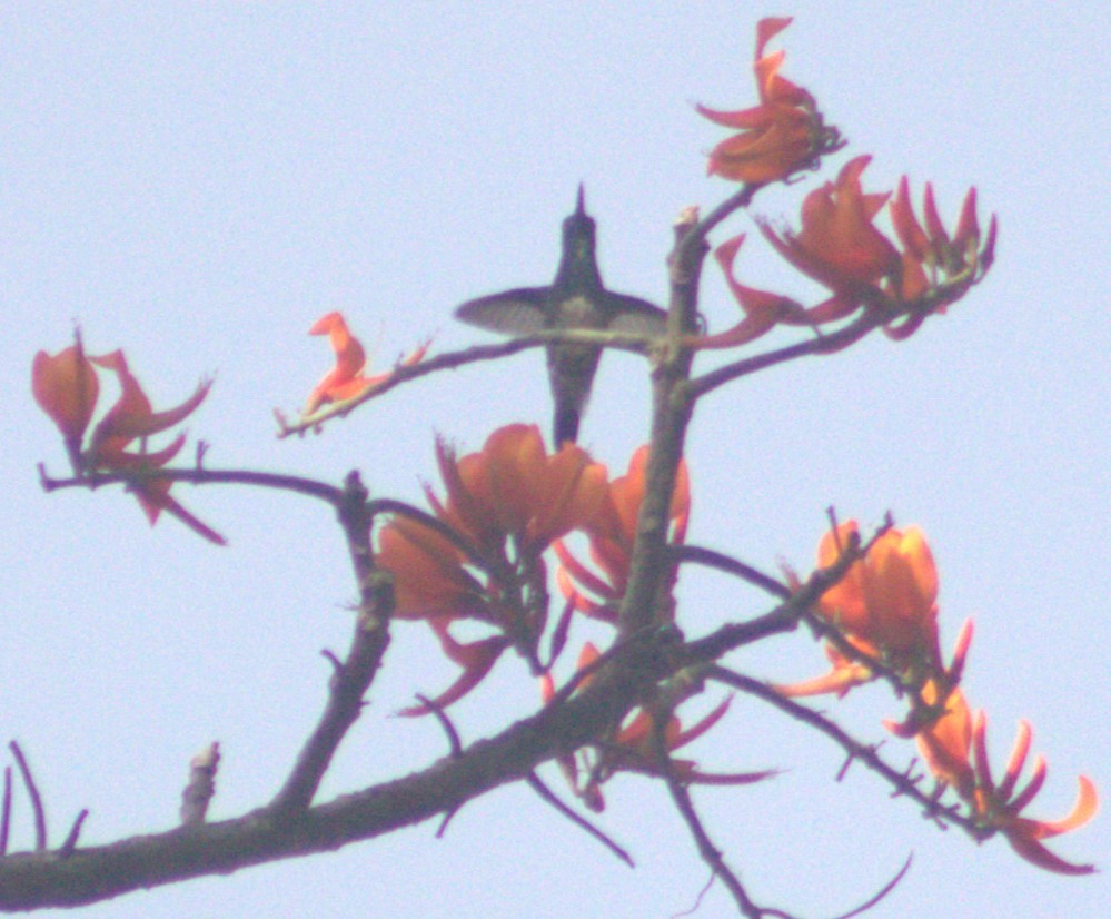 Snowy-bellied Hummingbird - ML617184813