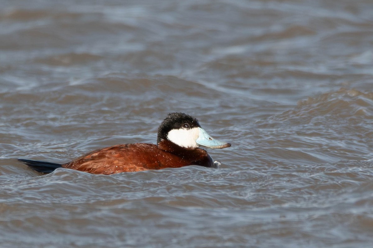 Ruddy Duck - ML617184831