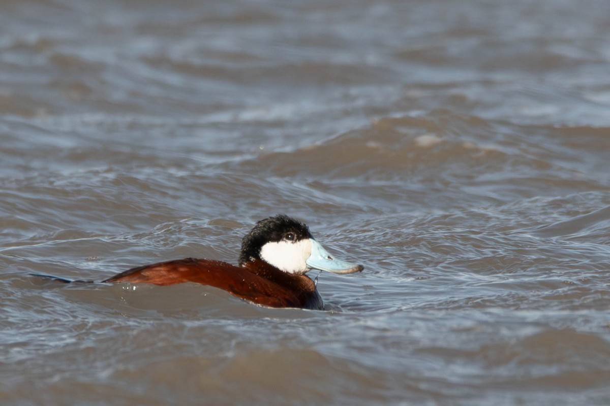 Ruddy Duck - ML617184832