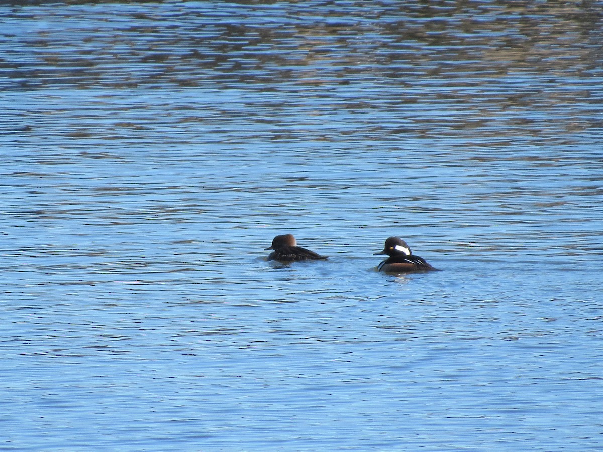 Hooded Merganser - ML617184836