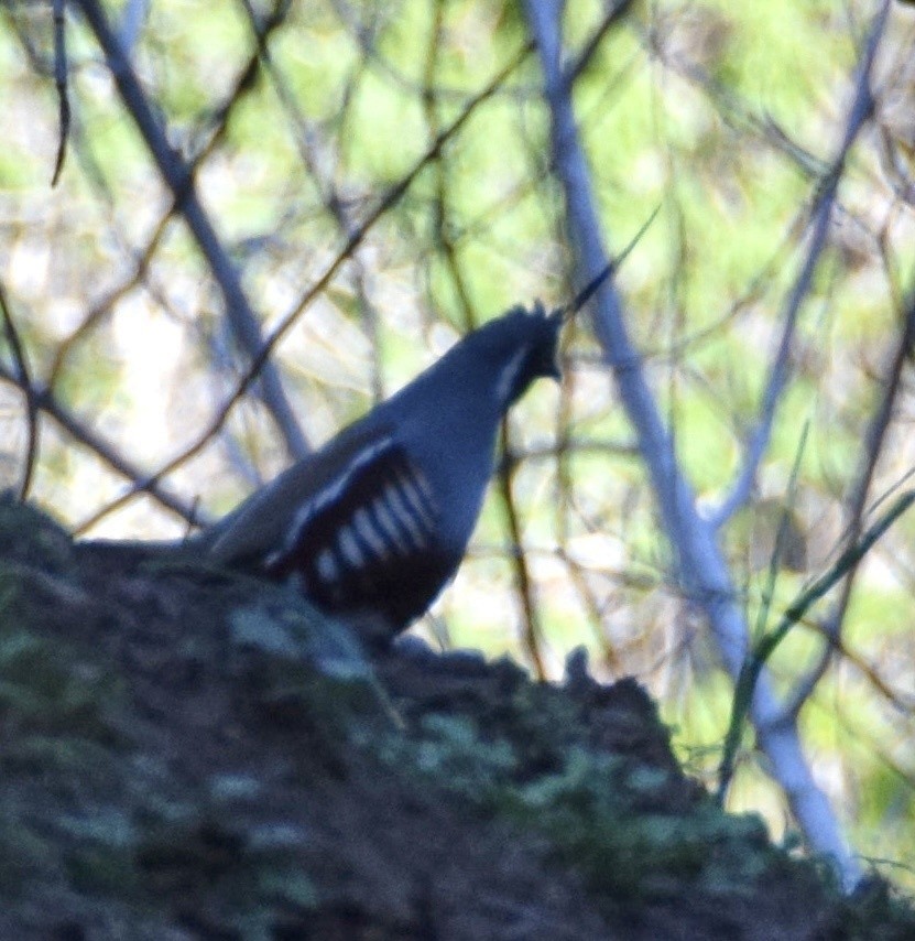 Mountain Quail - ML617184887