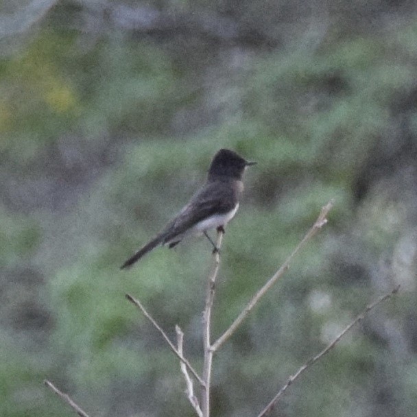 Black Phoebe - ML617184890