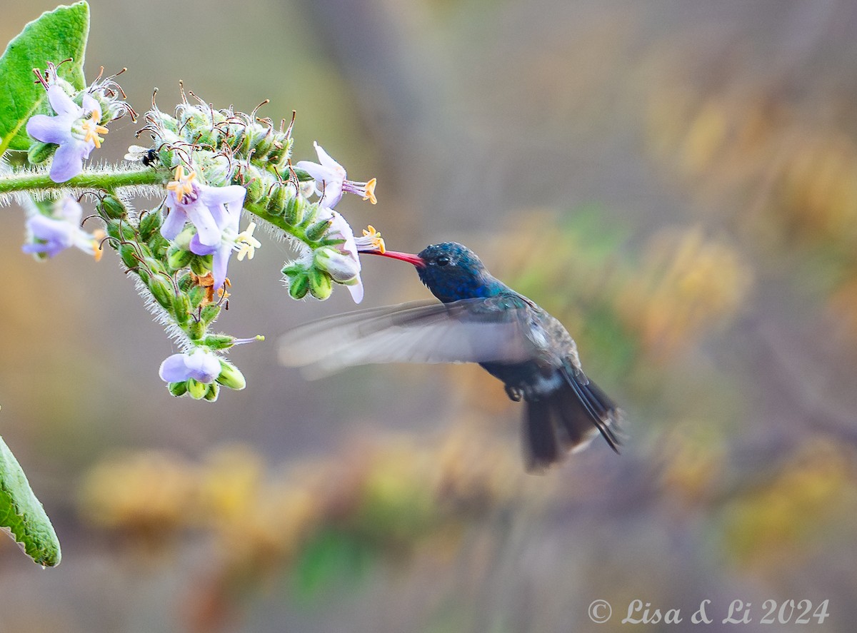 Turquoise-crowned Hummingbird - Lisa & Li Li
