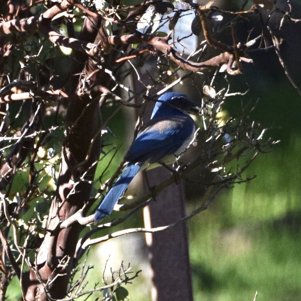 California Scrub-Jay - ML617184896