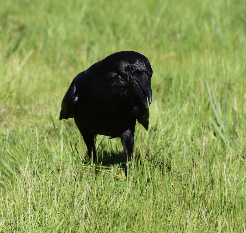 Common Raven - ML617184900