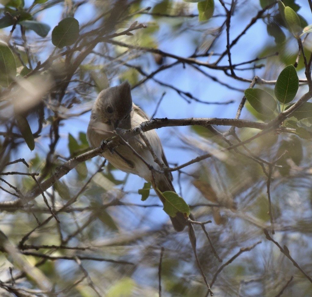 Oak Titmouse - ML617184902