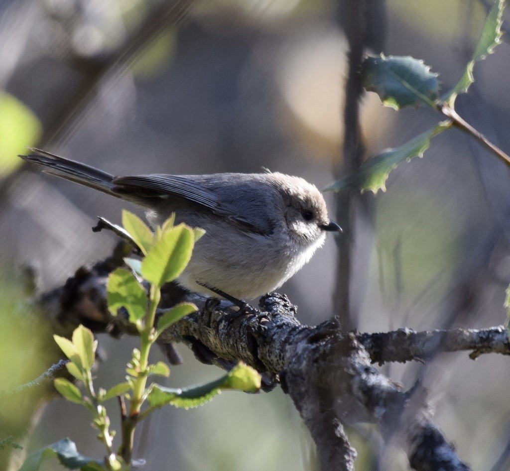 Bushtit - ML617184910