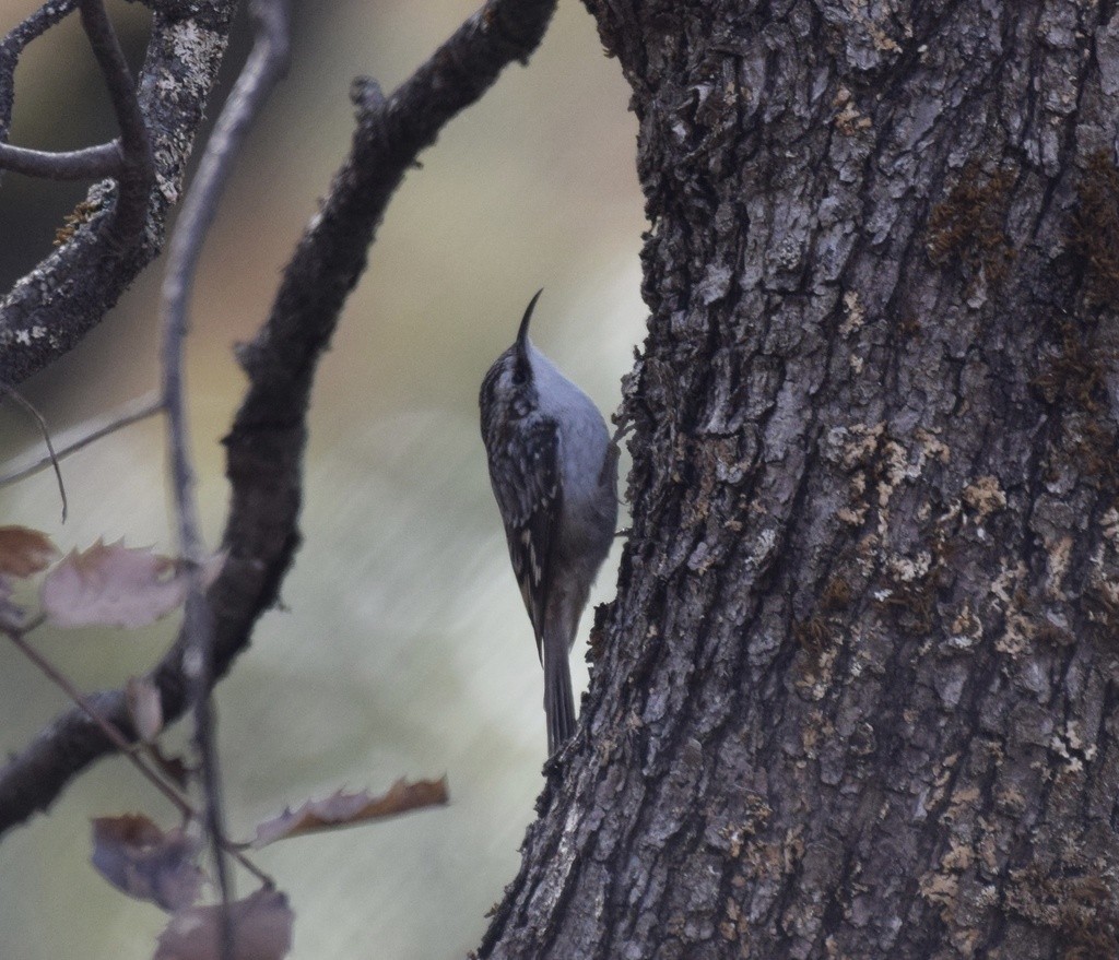 Brown Creeper - ML617184918