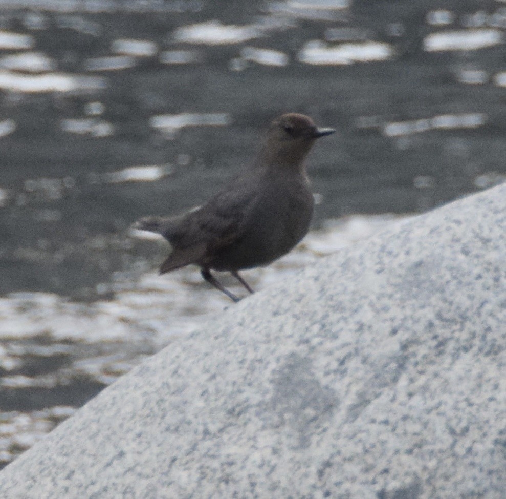 American Dipper - ML617184925