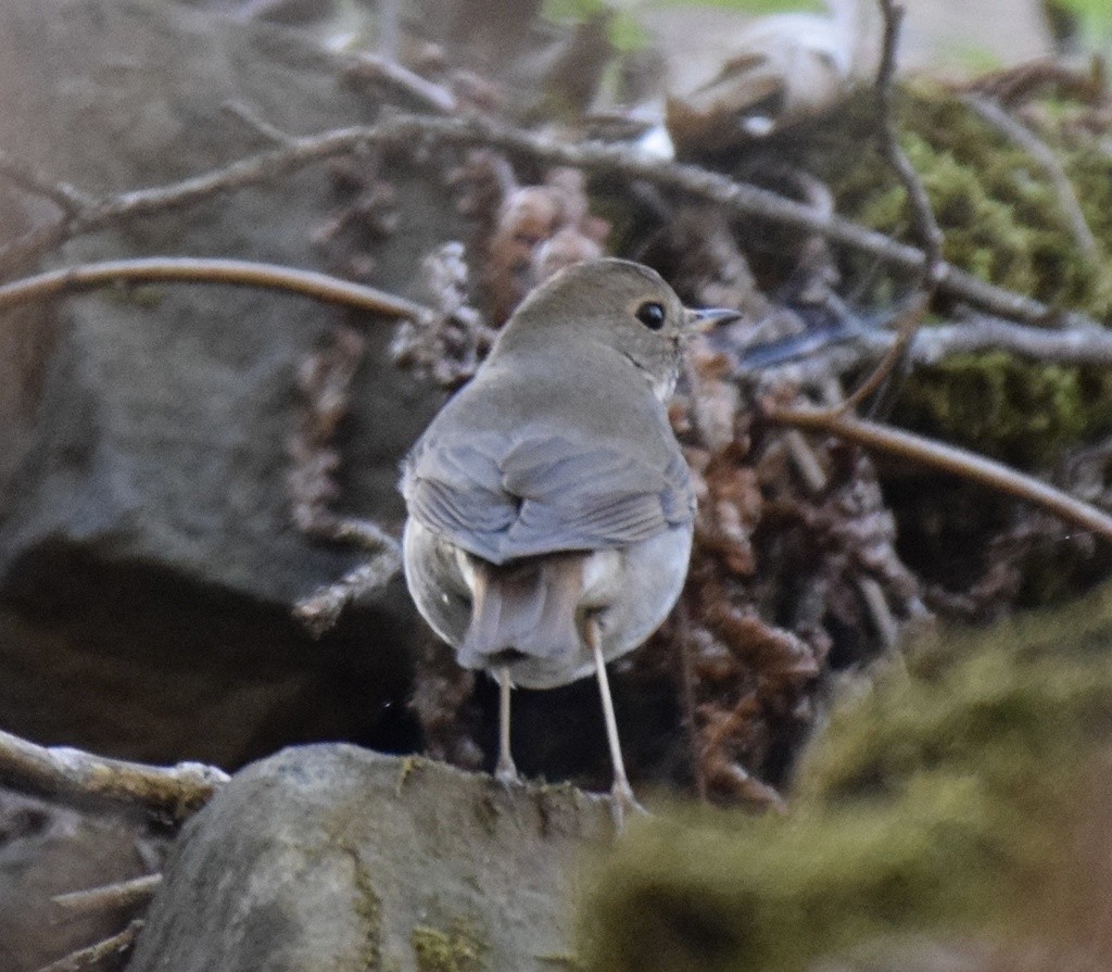 Hermit Thrush - ML617184932