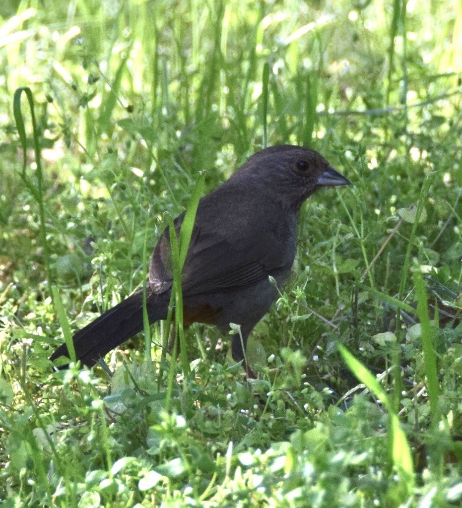 California Towhee - ML617184937