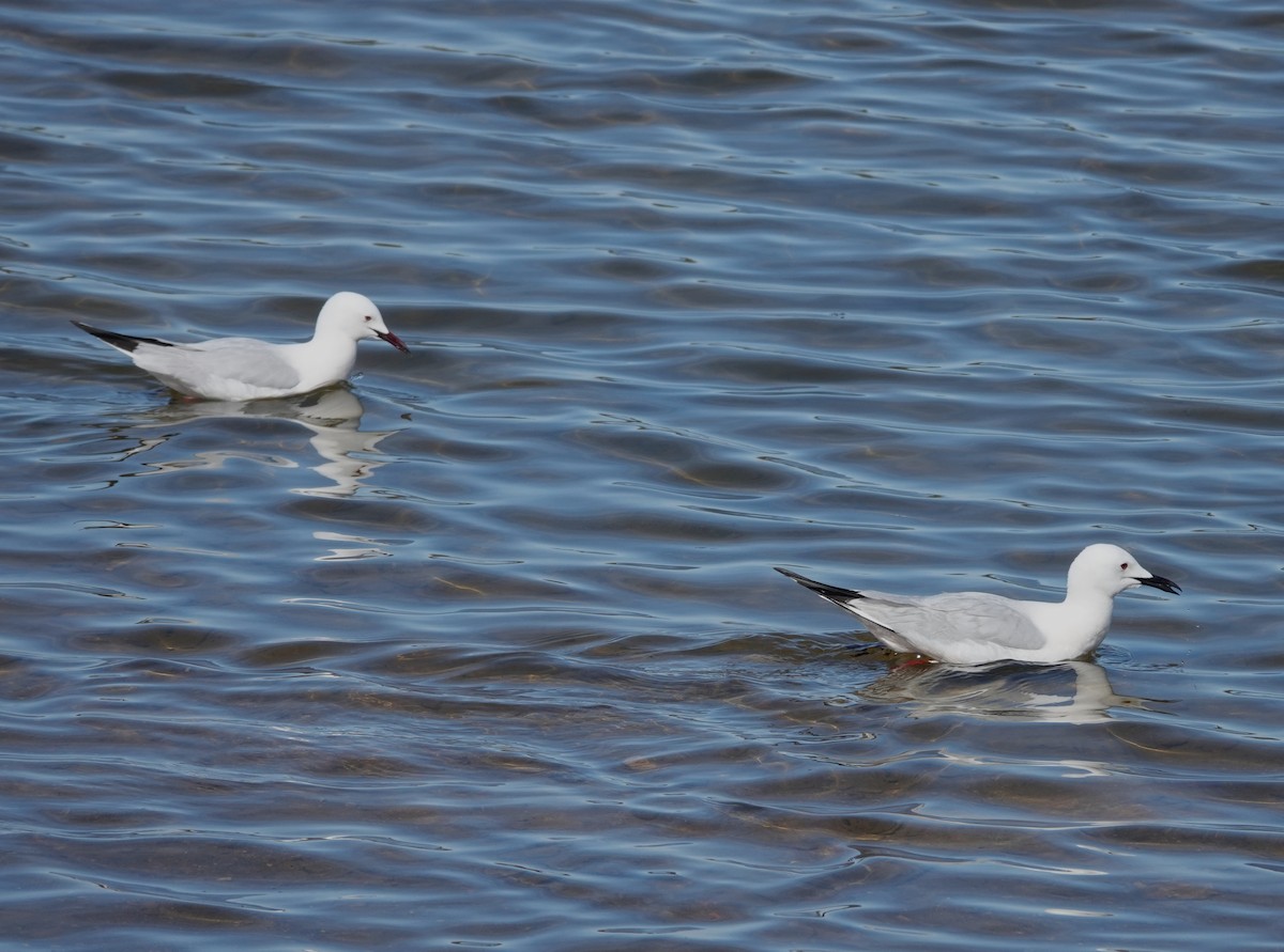 Slender-billed Gull - Juan Ramírez