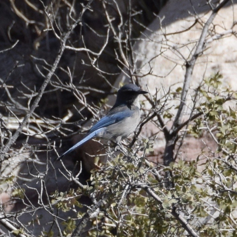 Woodhouse's Scrub-Jay - Nick Kowalske