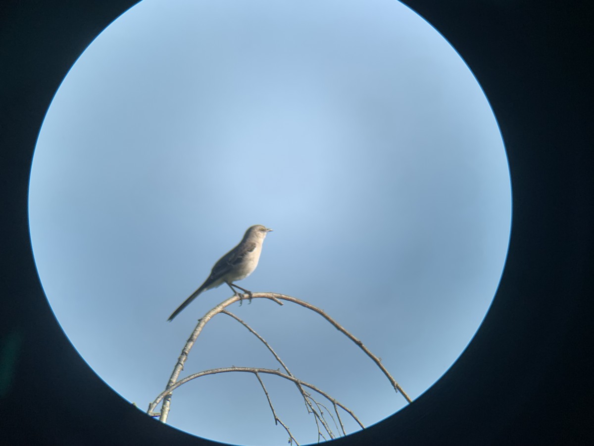 Northern Mockingbird - ML617185042