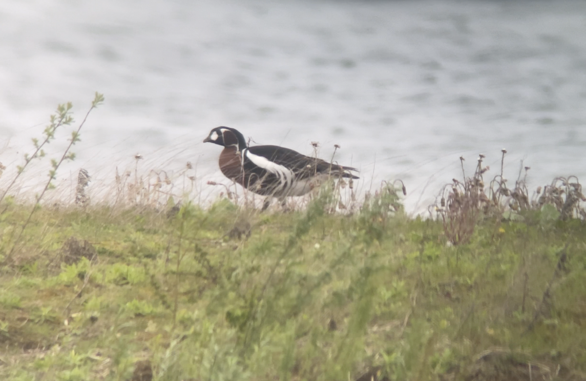 Red-breasted Goose - ML617185057