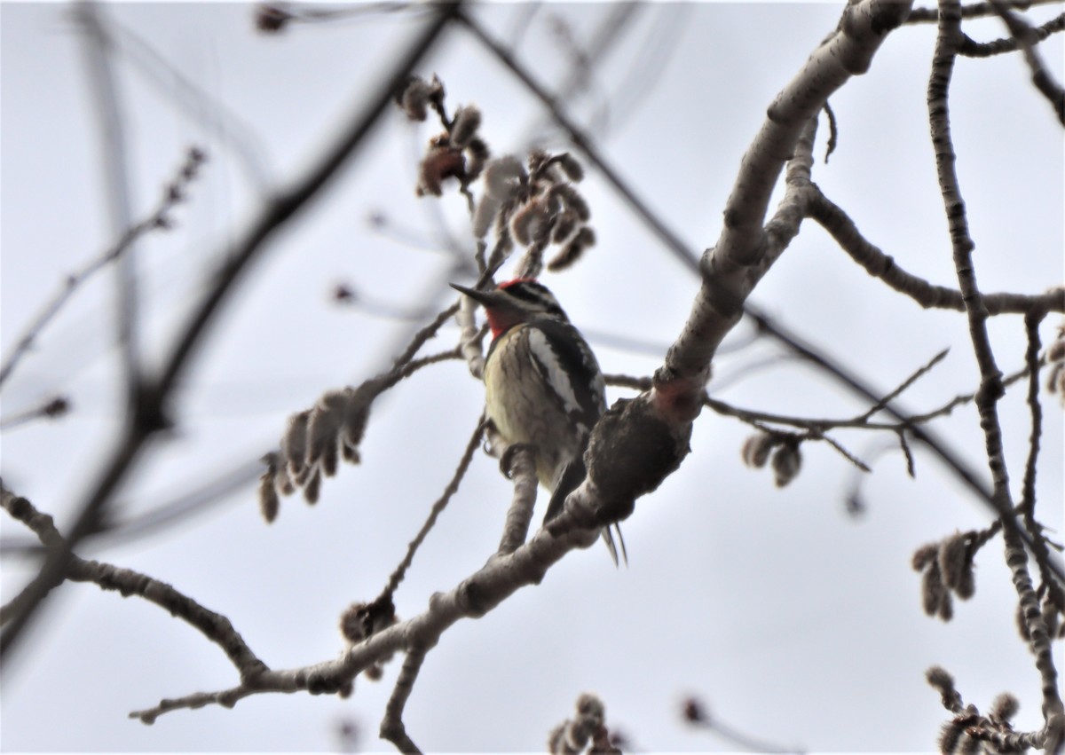 Yellow-bellied Sapsucker - ML617185115