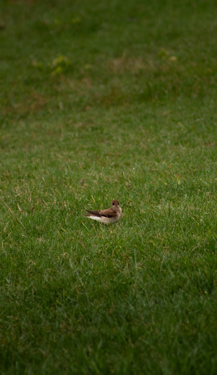 Northern Rough-winged Swallow - ML617185165