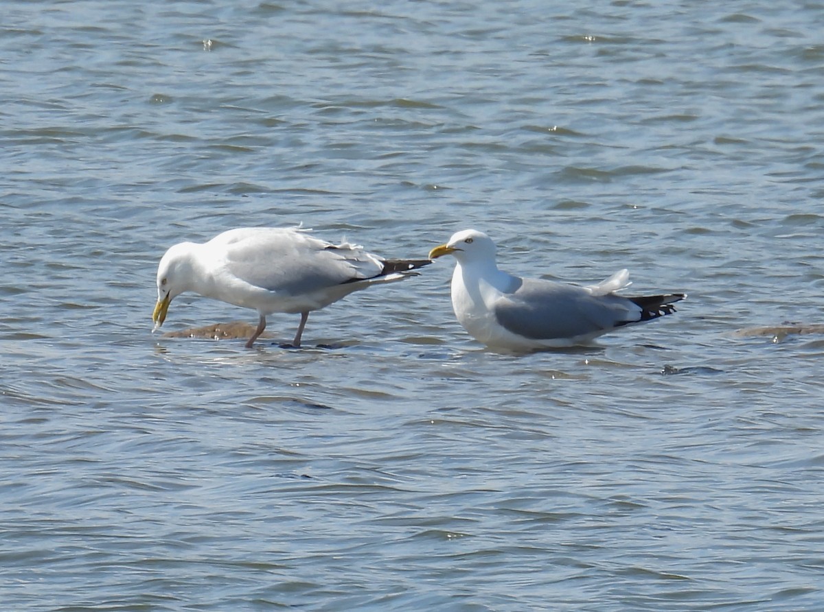 Gaviota Argéntea - ML617185173