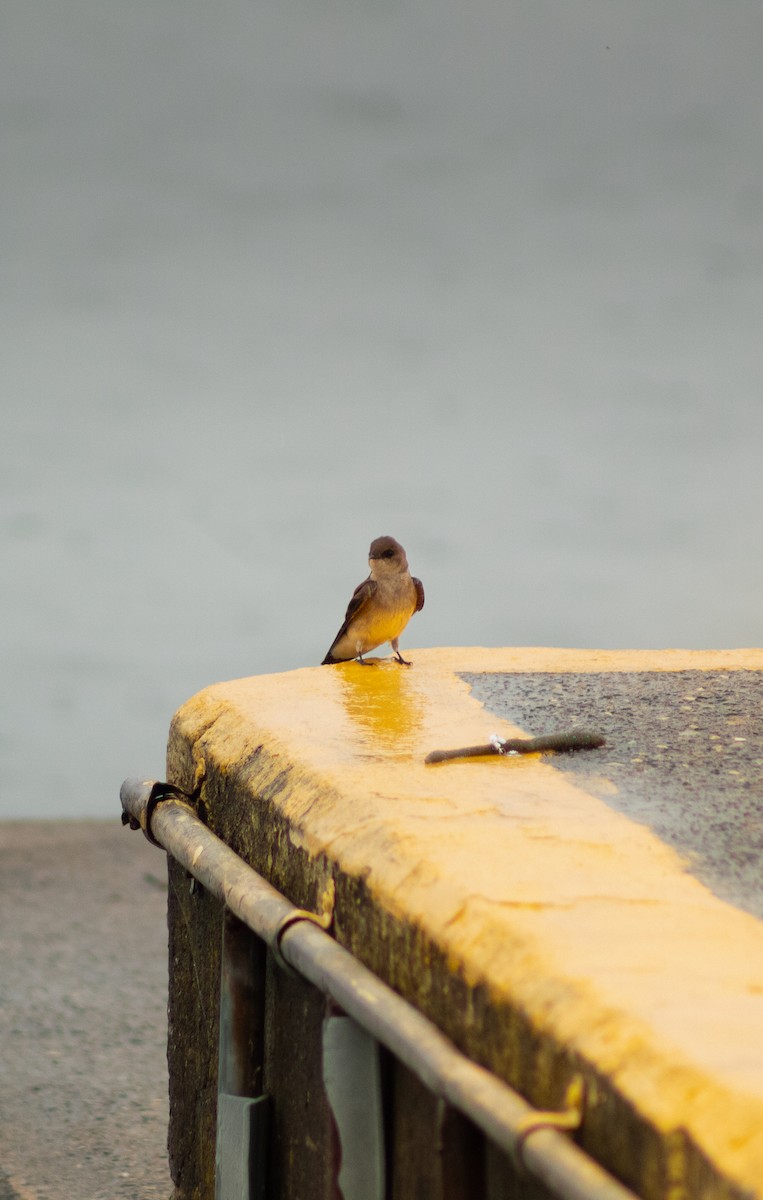 Northern Rough-winged Swallow - ML617185181