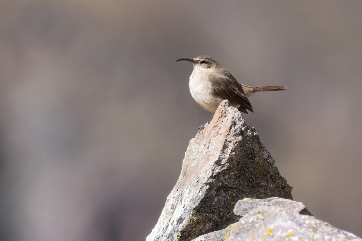 Buff-breasted Earthcreeper - ML617185197