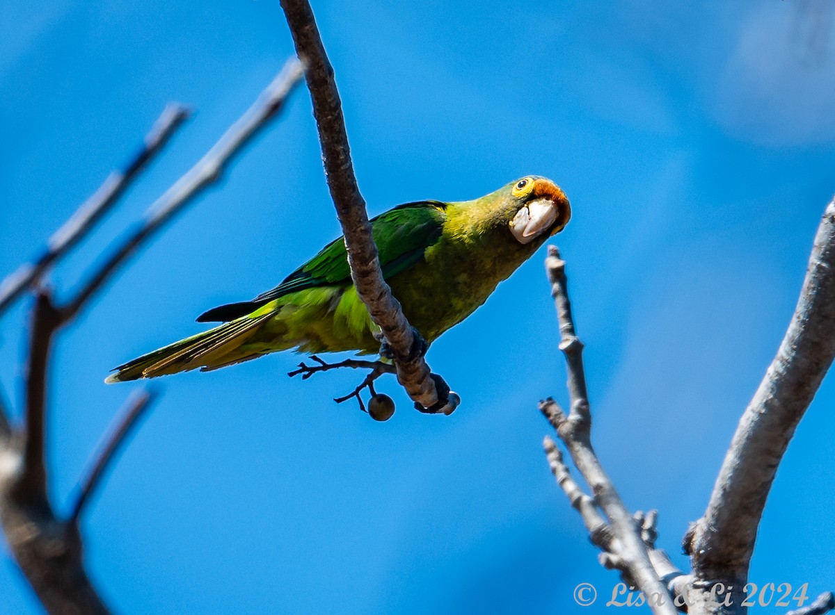 Orange-fronted Parakeet - Lisa & Li Li