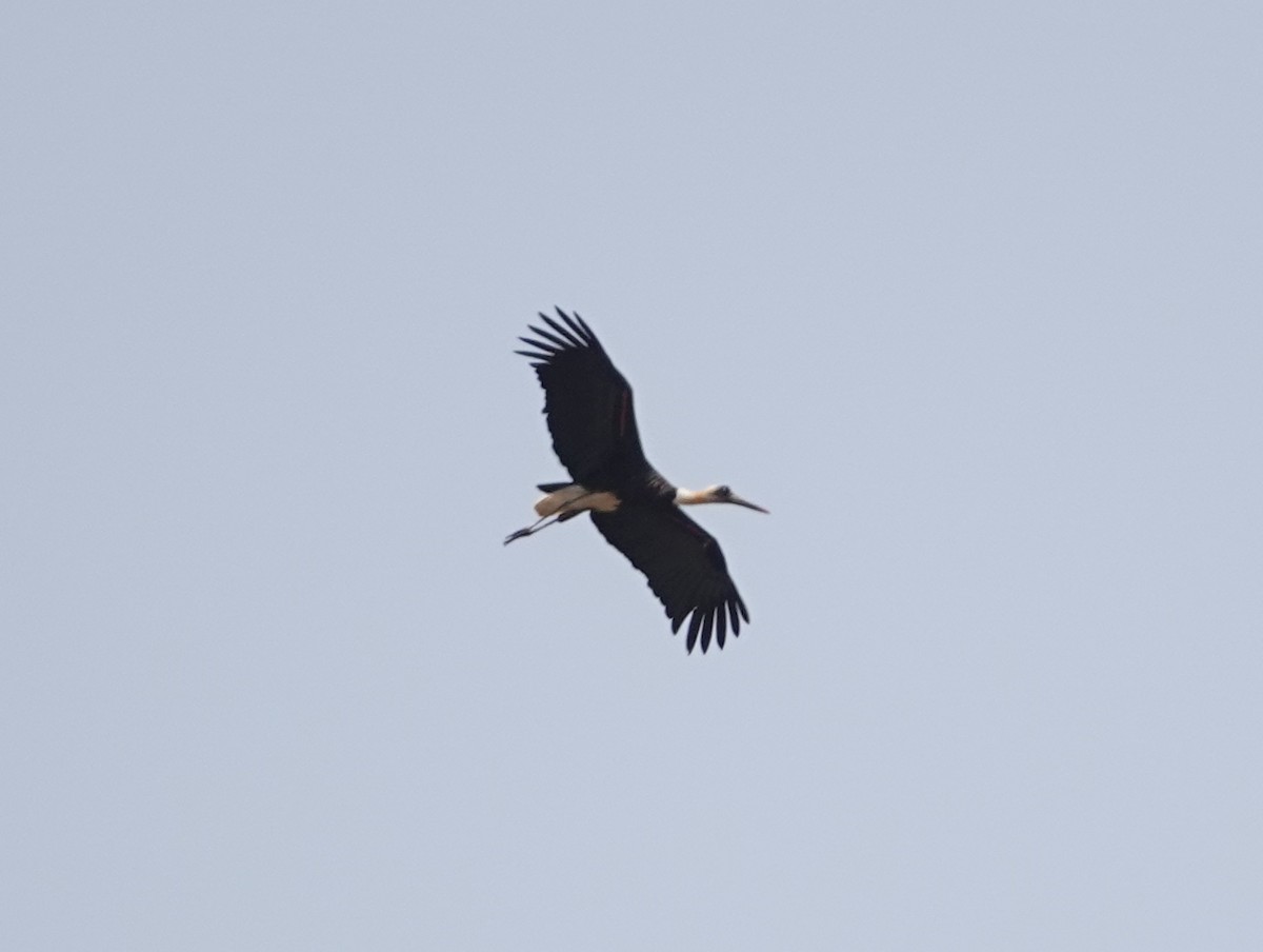 African Woolly-necked Stork - Peter Yendle