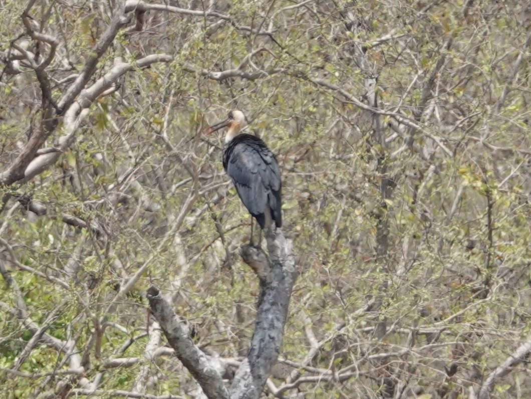 Cigüeña Lanuda Africana - ML617185203