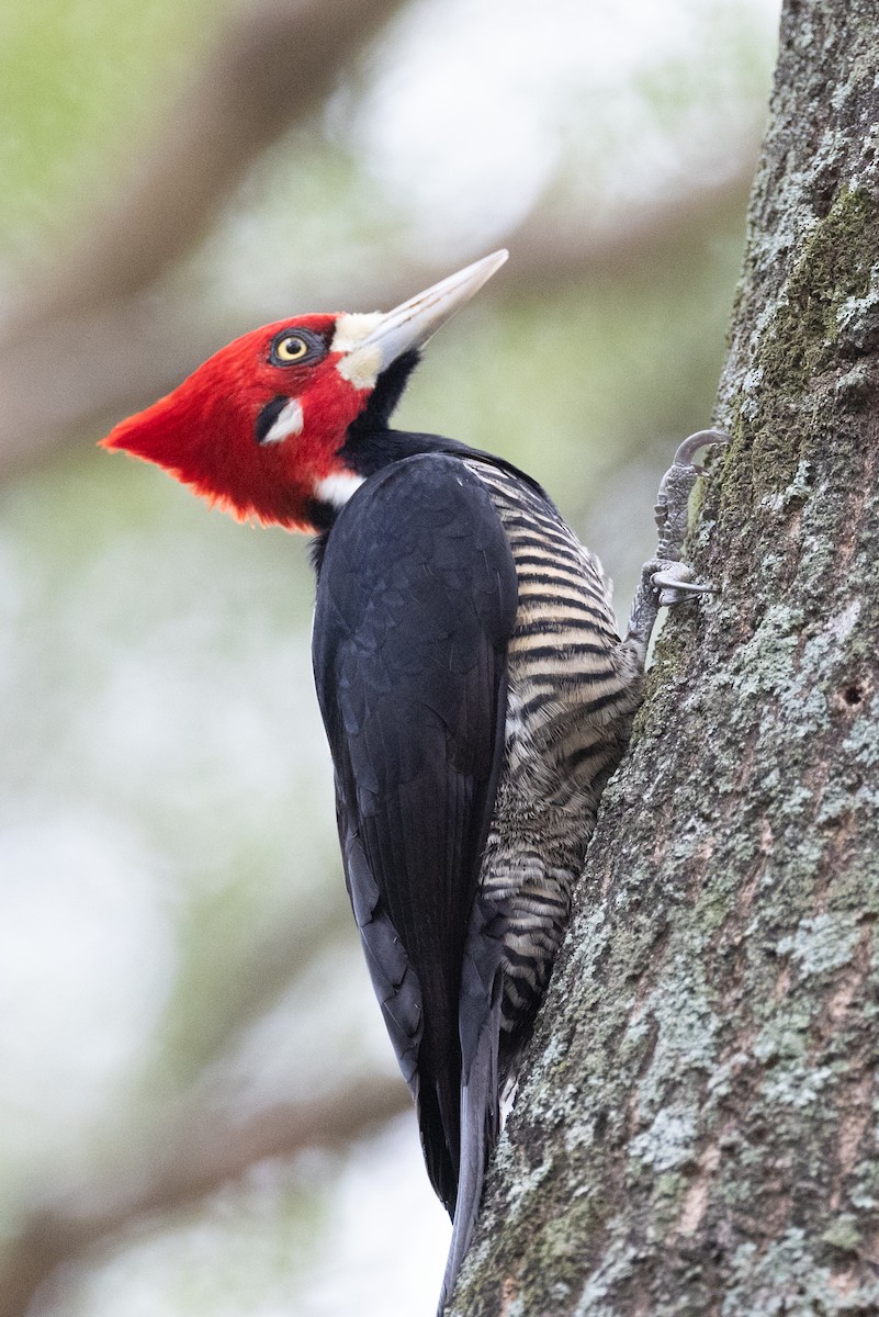 Crimson-crested Woodpecker - ML617185226