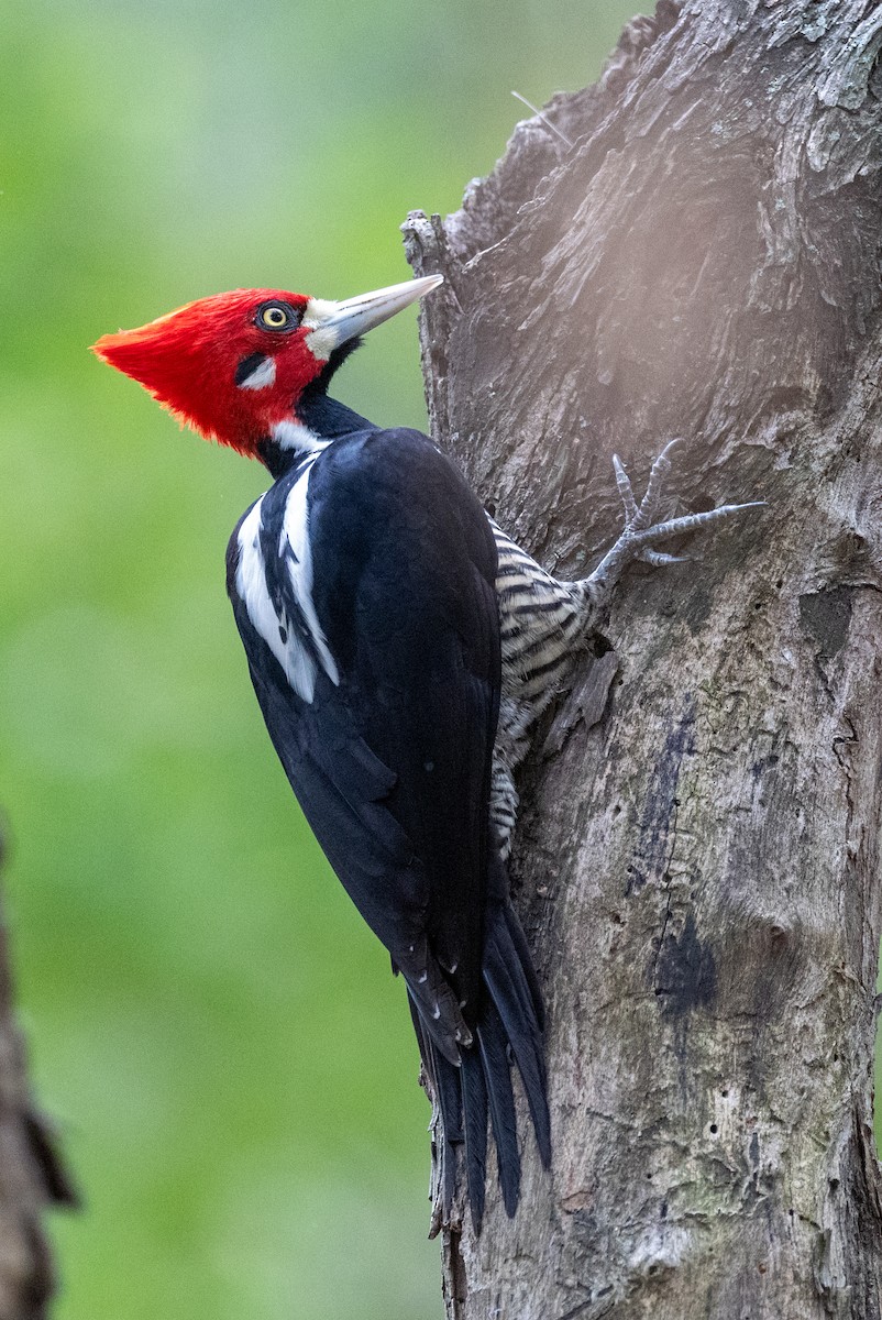 Crimson-crested Woodpecker - ML617185227