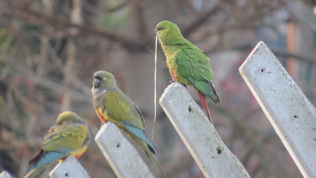 Conure magellanique - ML617185259