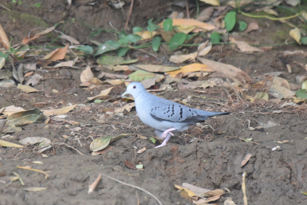 Blue Ground Dove - ML617185283