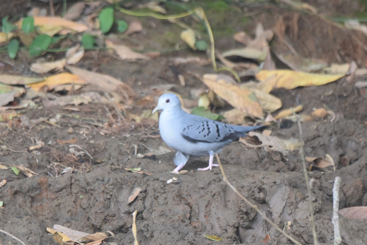 Blue Ground Dove - ML617185294