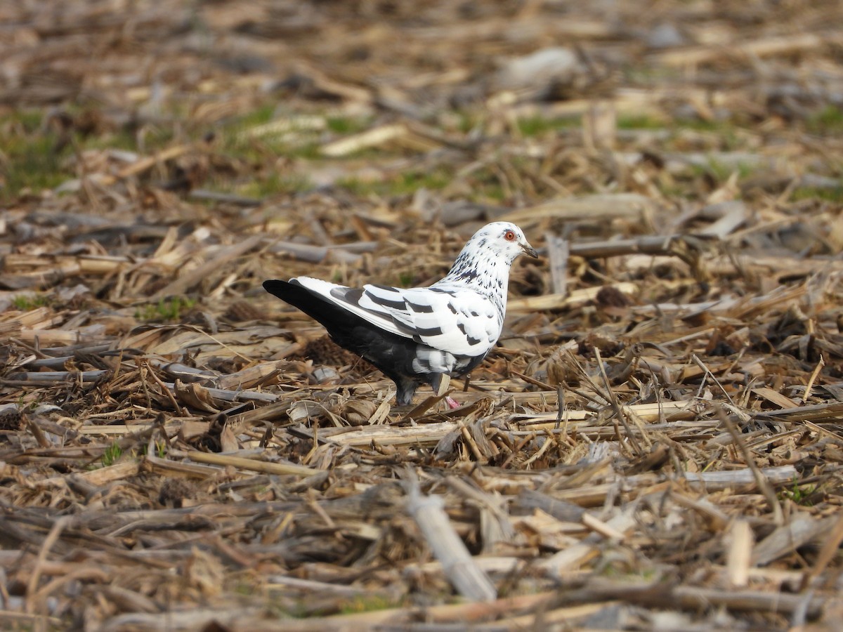 Rock Pigeon (Feral Pigeon) - ML617185295