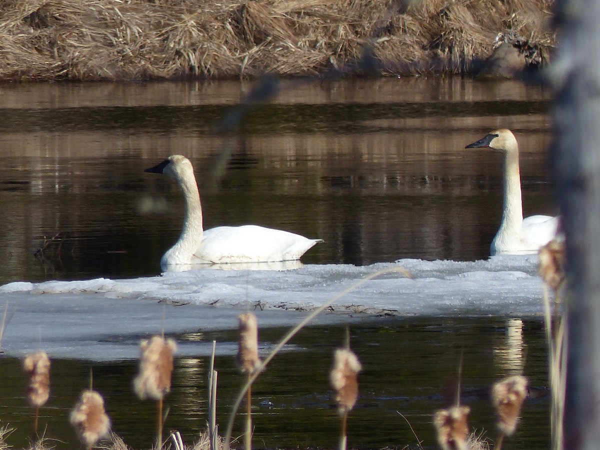 Trumpeter Swan - Nancy Auer