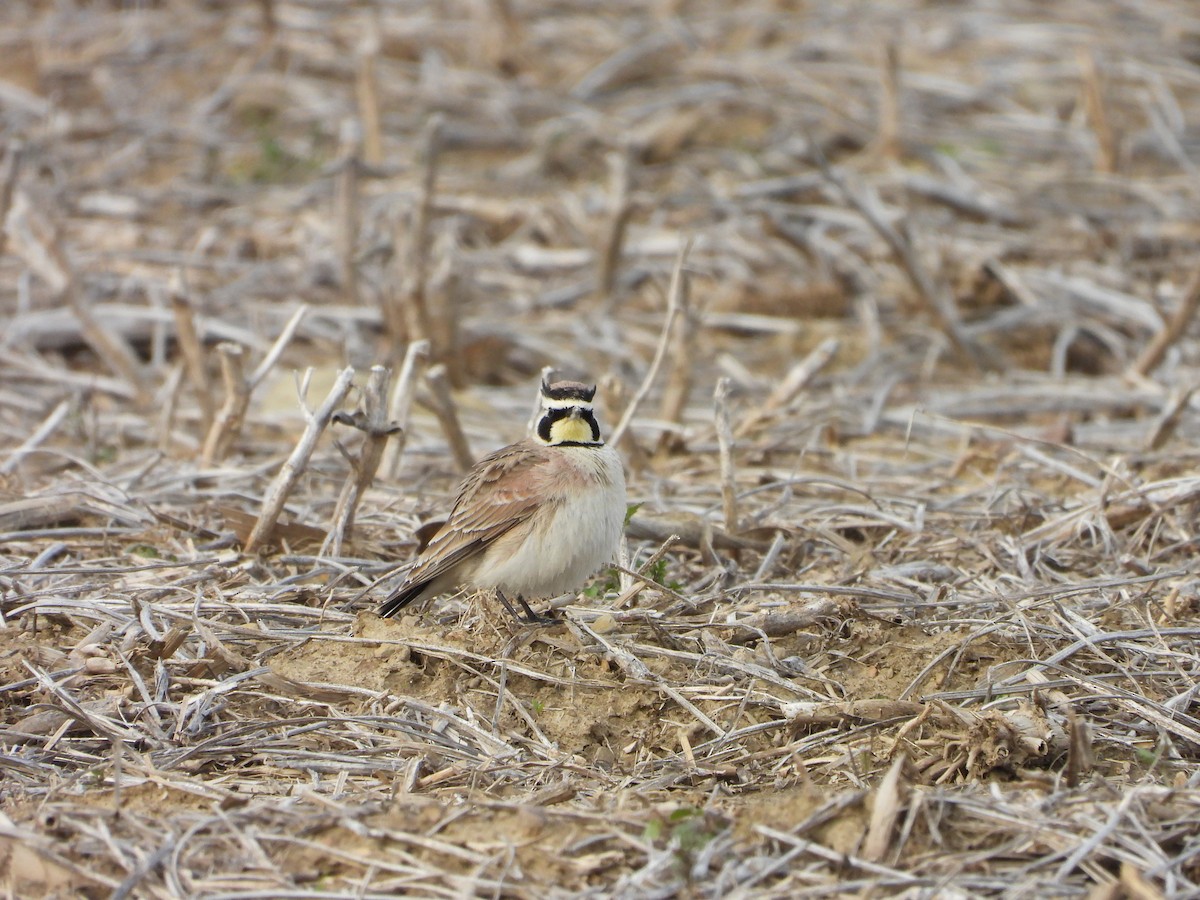 Horned Lark - ML617185441