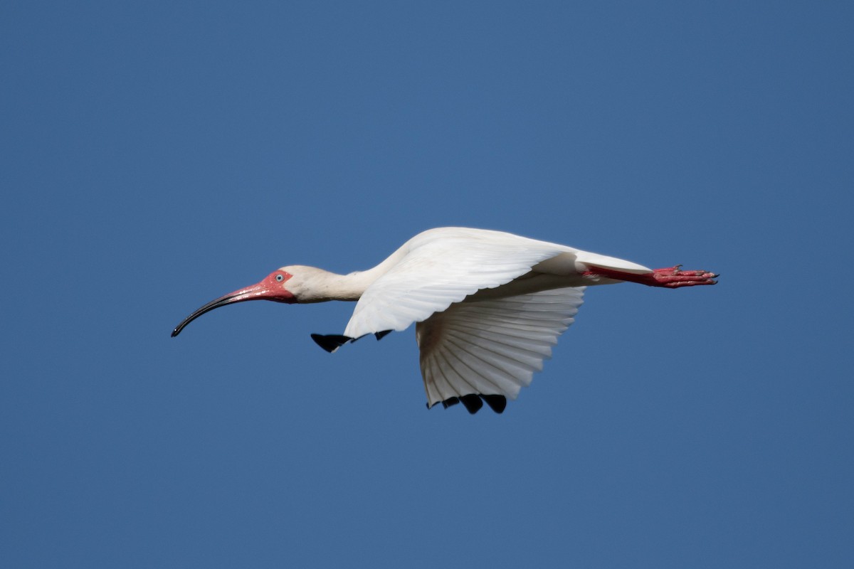 ibis bílý - ML617185442