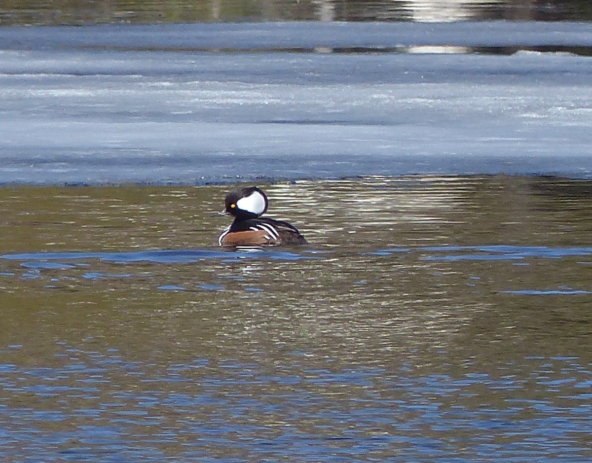 Hooded Merganser - Nancy Auer