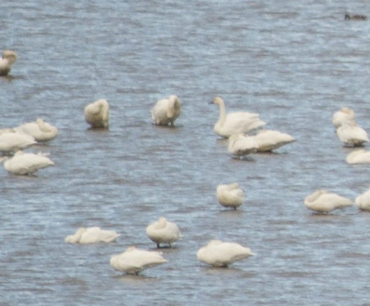 Tundra Swan - ML617185493