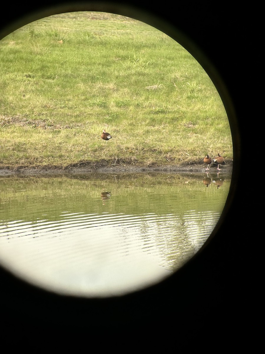 Black-bellied Whistling-Duck - Michael Rossetti