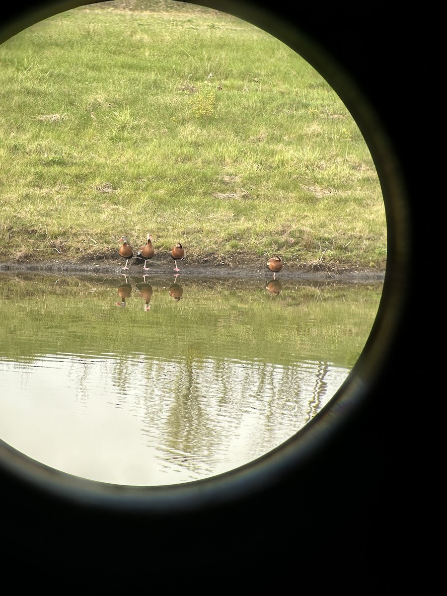 Black-bellied Whistling-Duck - Michael Rossetti