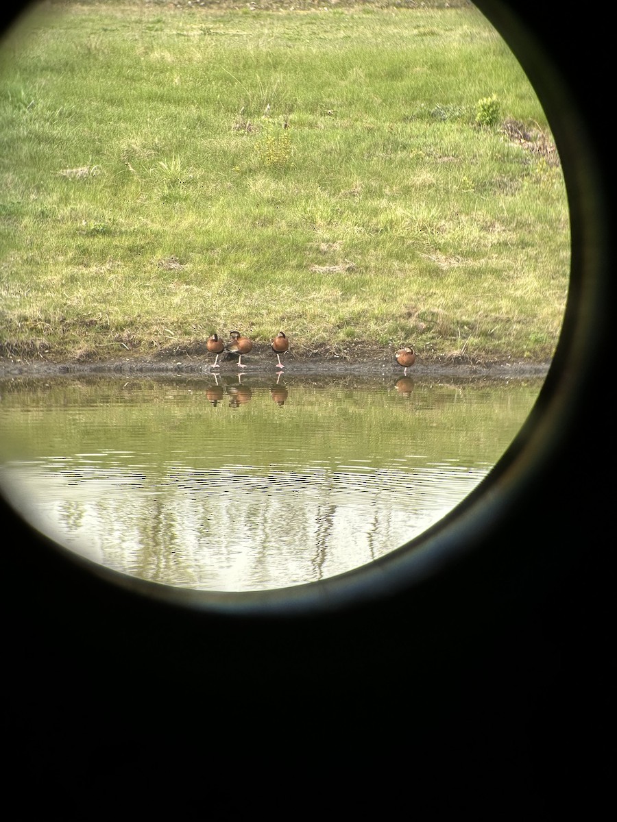 Black-bellied Whistling-Duck - Michael Rossetti