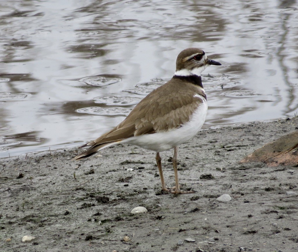 Killdeer - ML617185571