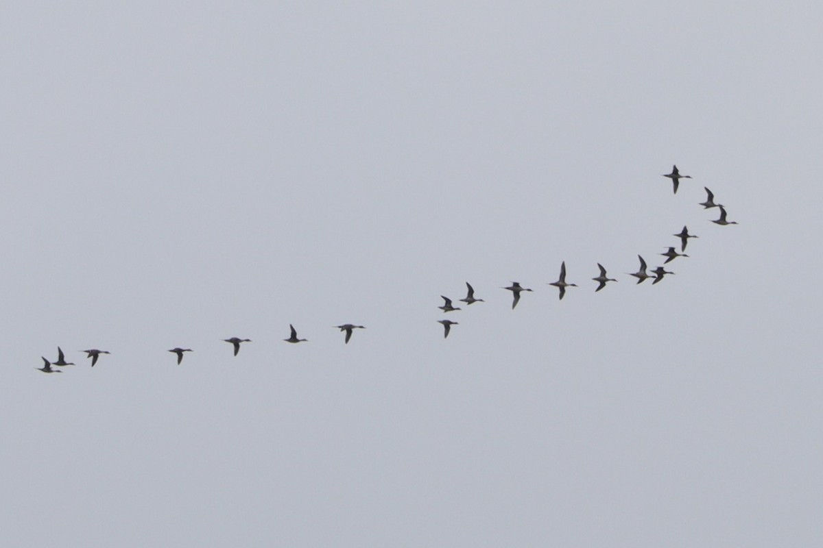 Northern Pintail - ML617185583