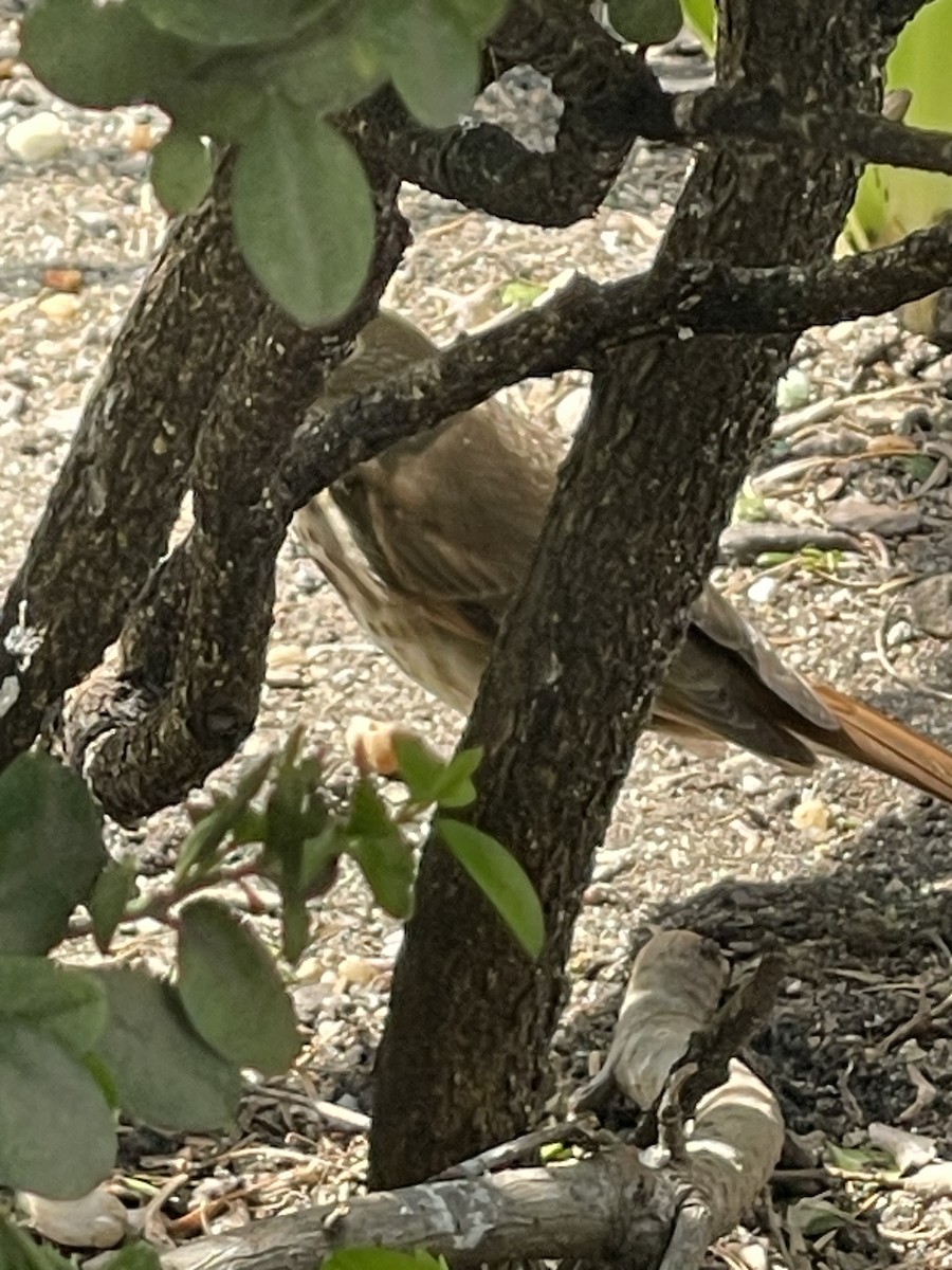 Hermit Thrush - ML617185591
