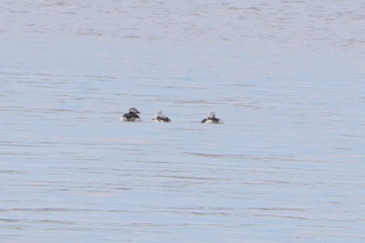 Long-tailed Duck - ML617185601