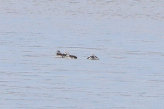 Long-tailed Duck - Trent Massey