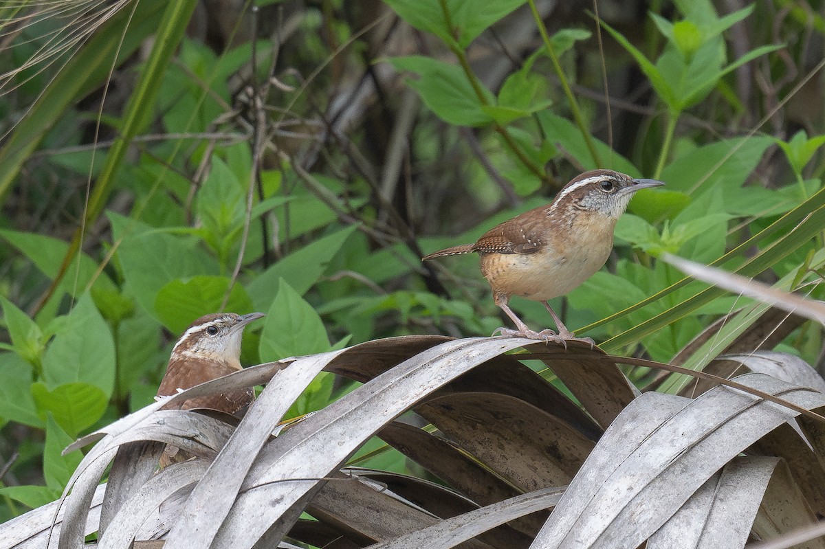 Carolina Wren - ML617185649