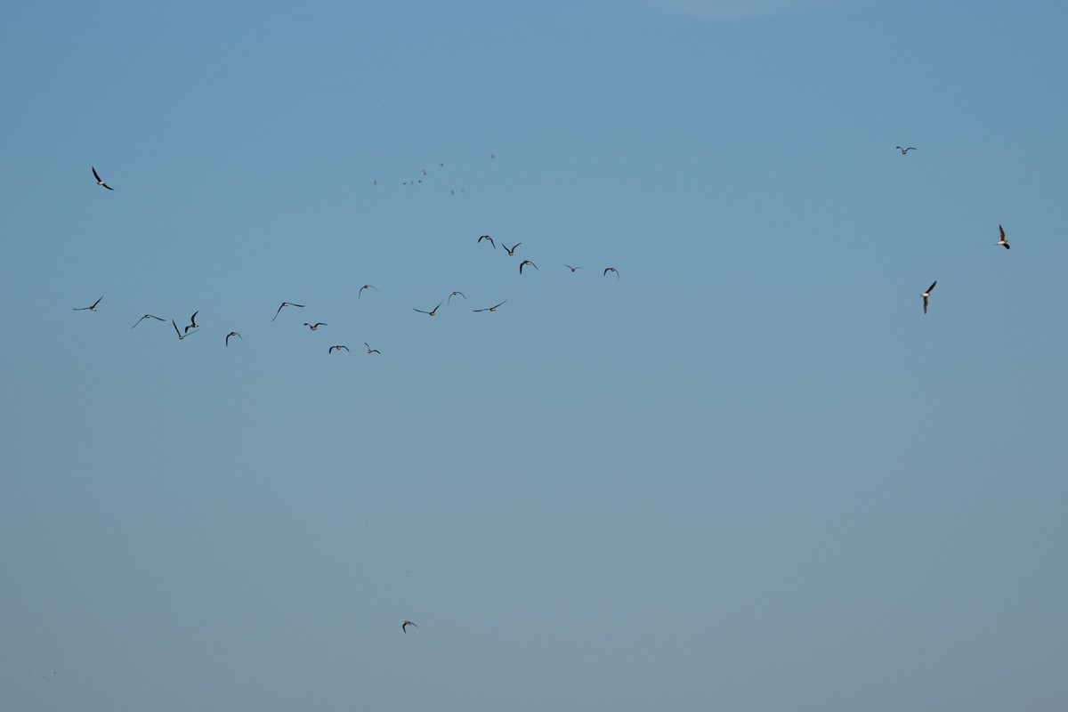 Collared Pratincole - ML617185672