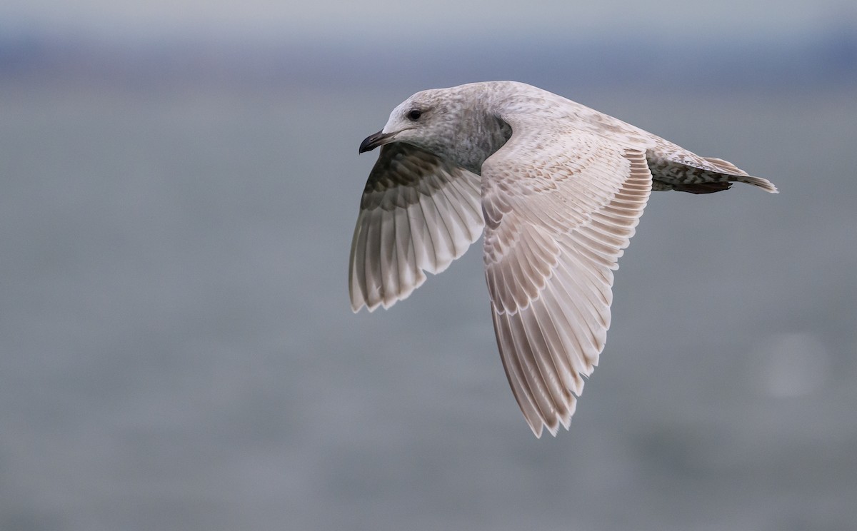 Iceland Gull - Sean Sime